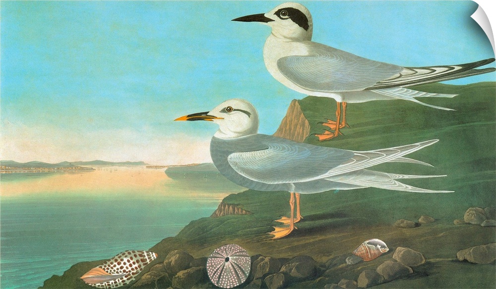 Forster's Tern (Sterna forsteri), top, and Snowy-crowned, or Trudeau's, Tern (Sterna trudeaui). Engraving after John James...