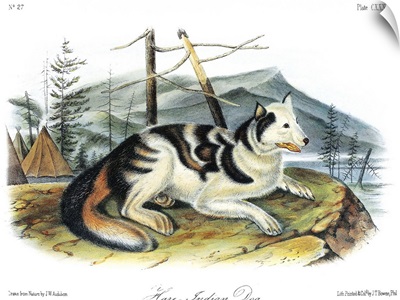 Hare Indian, or Mackenzie River, dog, an extinct breed of domesticated dog