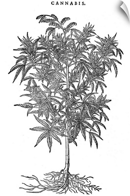 Hemp Plant, 1565