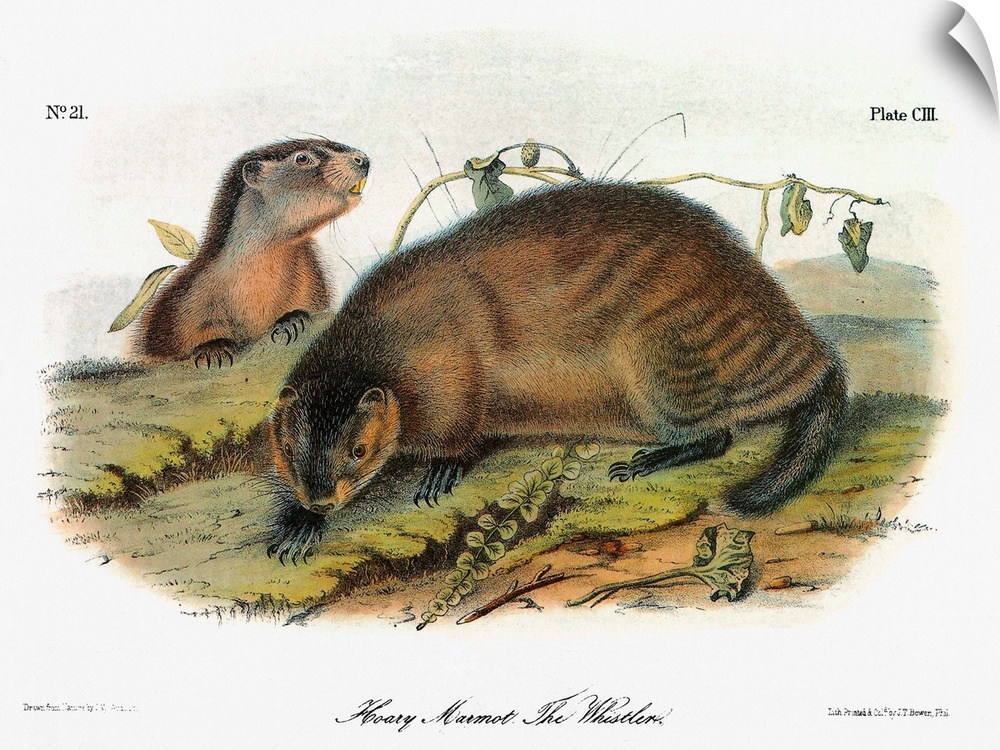 Hoary marmot, or whistler (Marmota caligata). Lithograph, c1854, after a painting by John Woodhouse Audubon for John James...