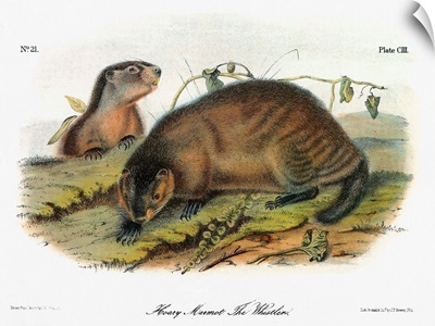 Hoary marmot, or whistler