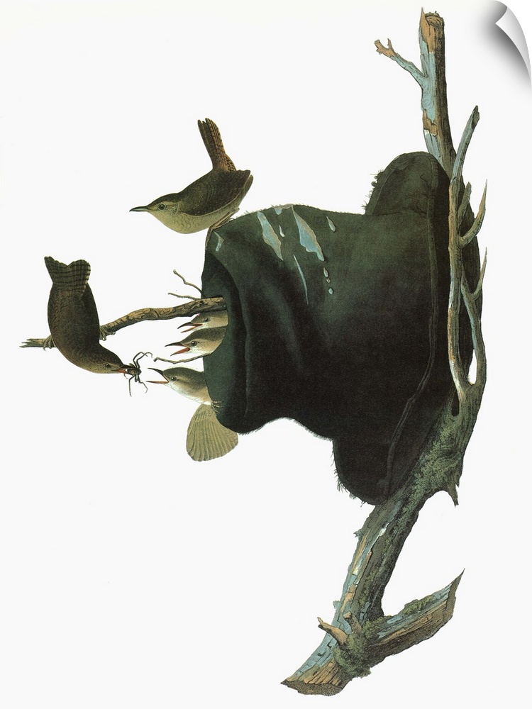 House Wren (Troglodytes aedon). Engraving after John James Audubon for his 'Birds of America,' 1827-38.