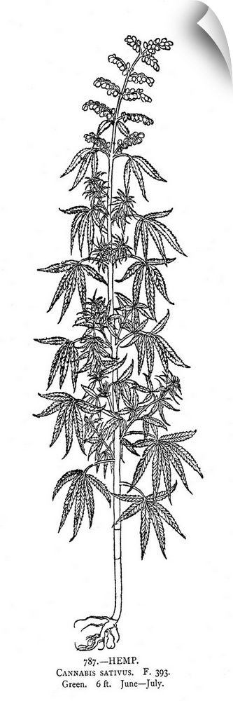 Indian Hemp, 16th Century. Cannabis Sativa, Woodcut, 16th Century.
