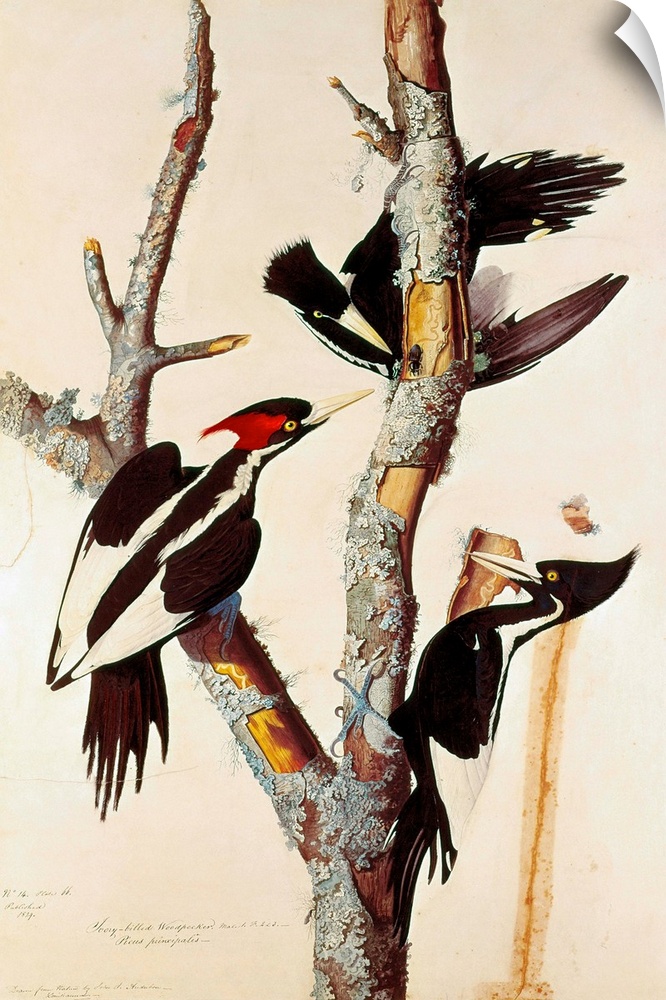 Ivory-billed woodpeckers. Watercolor, c1825-26, by John James Audubon.