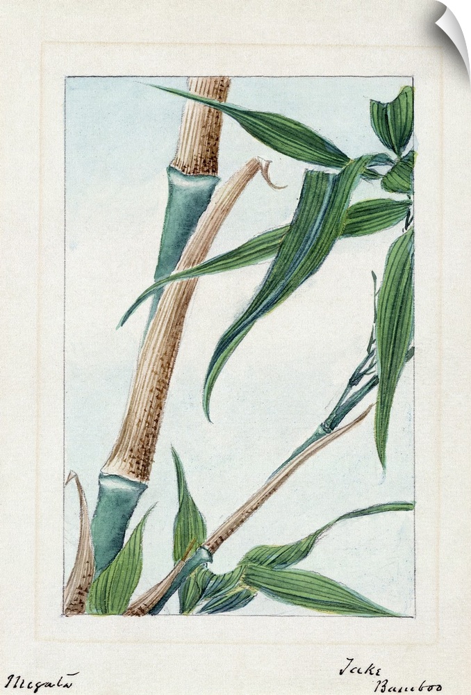 Japan, Bamboo, C1875. A Japanese Drawing Of the Stalk And Leaves Of the Take Bamboo Plant.