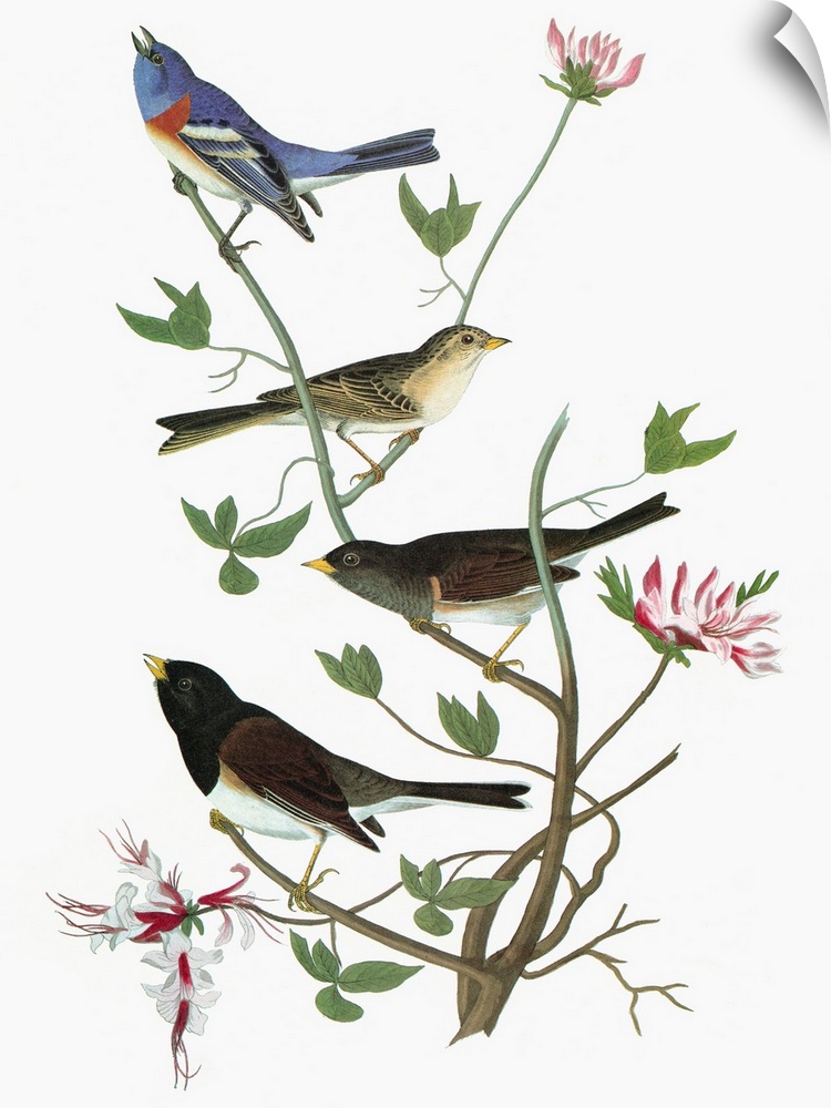 From top: Lazuli Bunting (Passerina amoena), Clay-colored Sparrow (Spizella pallida), and two Dark-eyed Juncos, or Snow Bi...