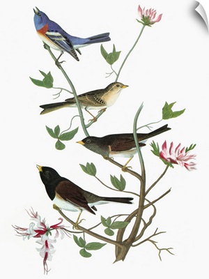 Lazuli Bunting, Clay-colored Sparrow, and two Dark-eyed Juncos, or Snow Birds