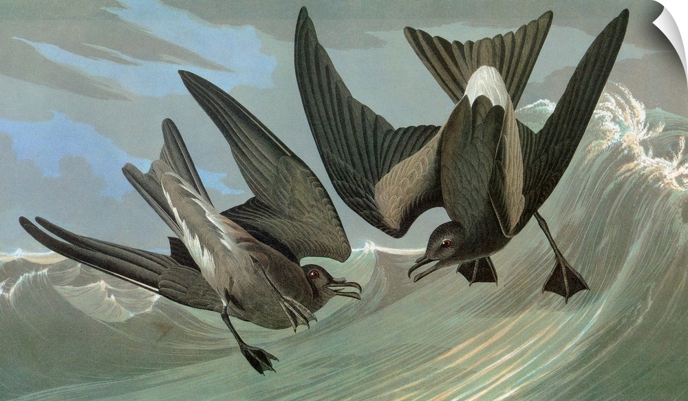 Leach's Storm Petrel (Oceanodroma leucorhoa). Engraving after John James Audubon for his 'Birds of America,' 1827-38.