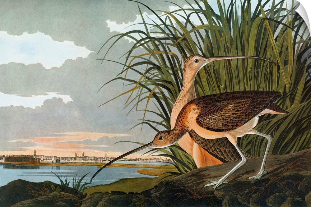 Long-billed Curlew (Numenius americanus), with a view of Charleston Harbor, South Carolina. Engraving after John James Aud...