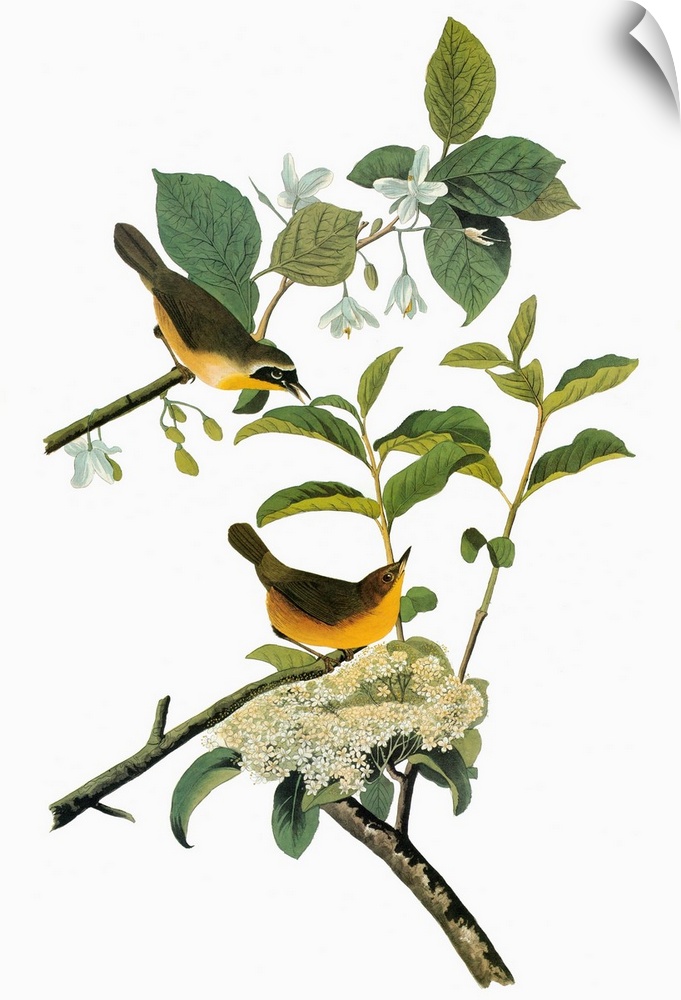 Male (top) and female Common Yellowthroats (Geothlypis trichas). Engraving after John James Audubon for his 'Birds of Amer...