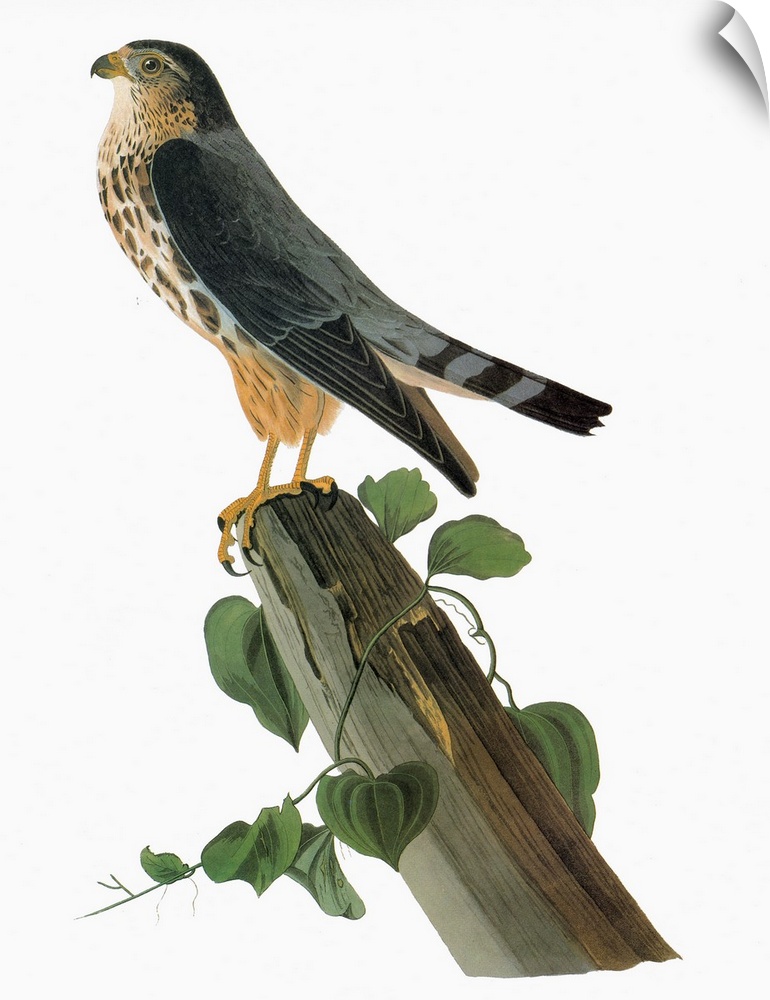 Merlin, or Pigeon Hawk (Falco columbarius). Engraving after John James Audubon for his 'Birds of America,' 1827-38.