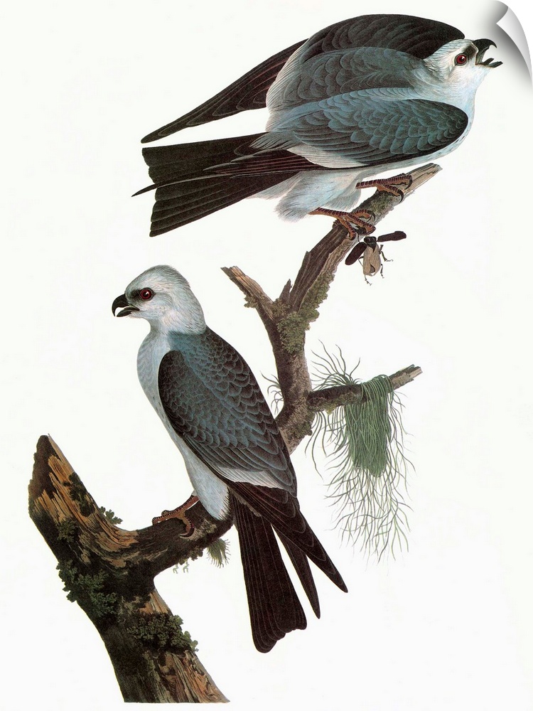Mississippi Kite (Ictinia mississippiensis). Engraving after John James Audubon for his 'Birds of America,' 1827-38.