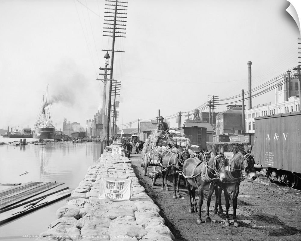 New Orleans, Mule Team. A Mule Team Pulling A Cartload Of Baled Cotton On the Levee In New Orleans, Louisiana. Photographe...