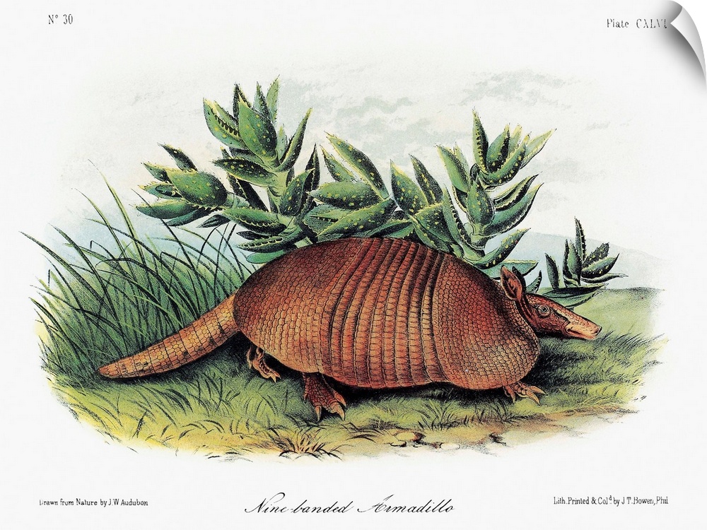 Nine-banded armadillo (Dasypus novemcinctus). Lithograph, c1854, after a painting by John Woodhouse Audubon for John James...