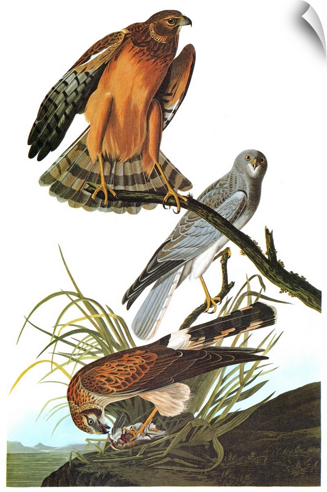 Northern, or Hen, Harrier, or Marsh Hawk (Circus cyaneus). Engraving after John James Audubon for his 'Birds of America,' ...