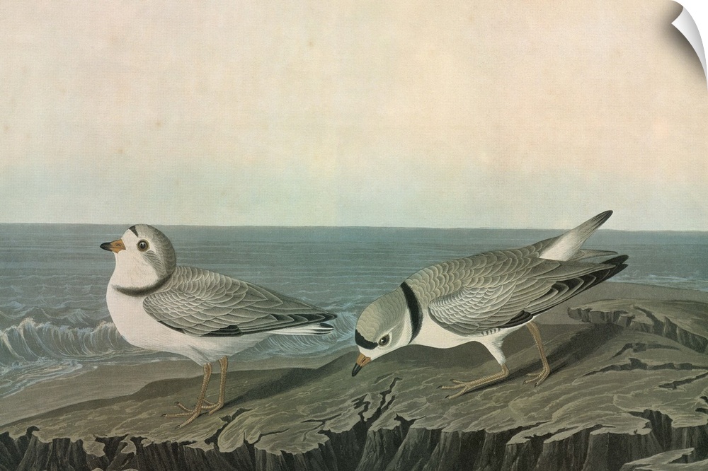 Piping Plover (Charadrius melodus). Engraving after John James Audubon for his 'Birds of America,' 1827-38.