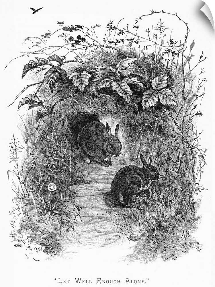 Rabbits. Line Engraving, 19th Century.