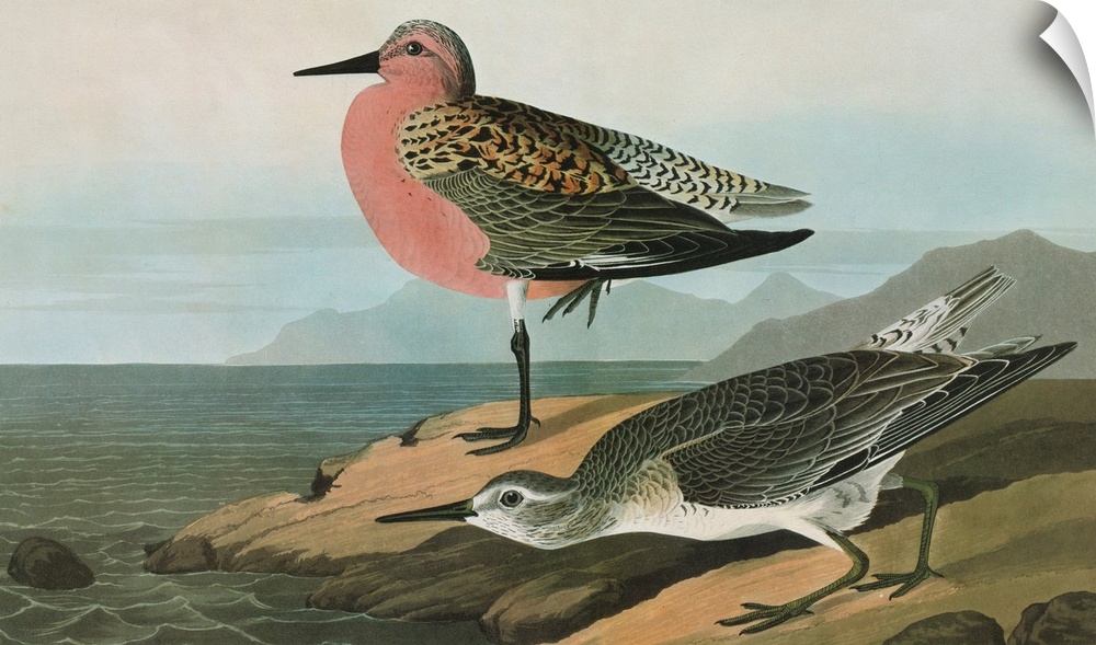 Red Knot, or Red-breasted Sandpiper (Calidris canutus). Engraving after John James Audubon for his 'Birds of America,' 182...