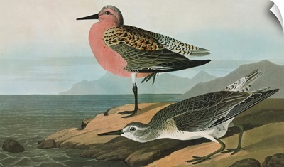 Red Knot, or Red-breasted Sandpiper