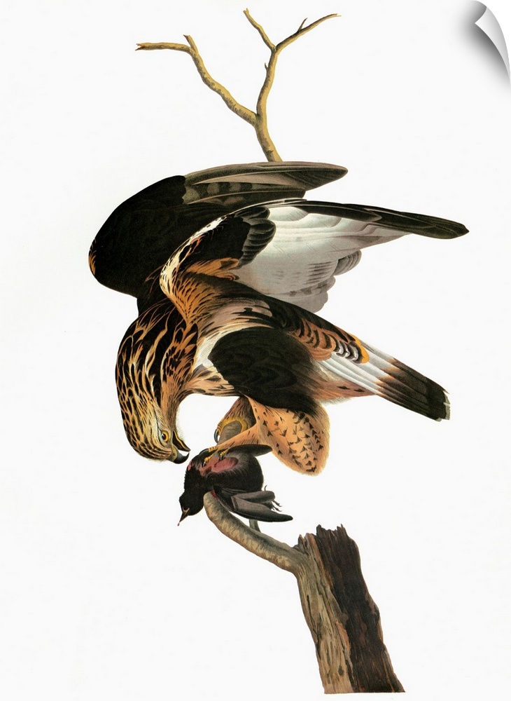 Rough-legged Hawk (Buteo lagopus). Engraving after John James Audubon for his 'Birds of America,' 1827-38.