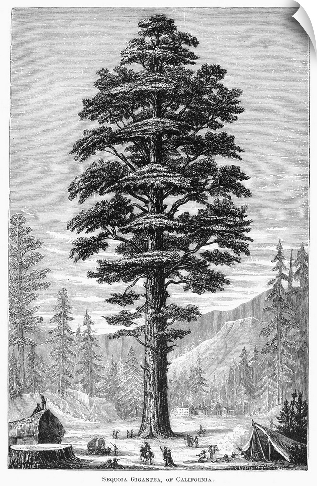Botany, Sequoia Tree. Sequoia Gigantea, Of California. Line Engraving, 19th Century.