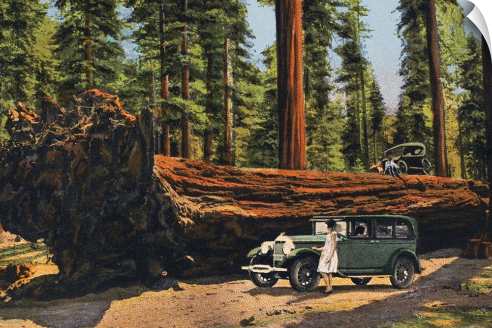 The Auto Log, Sequoia National Park, California. From an American chromolithograph postcard, c1930.