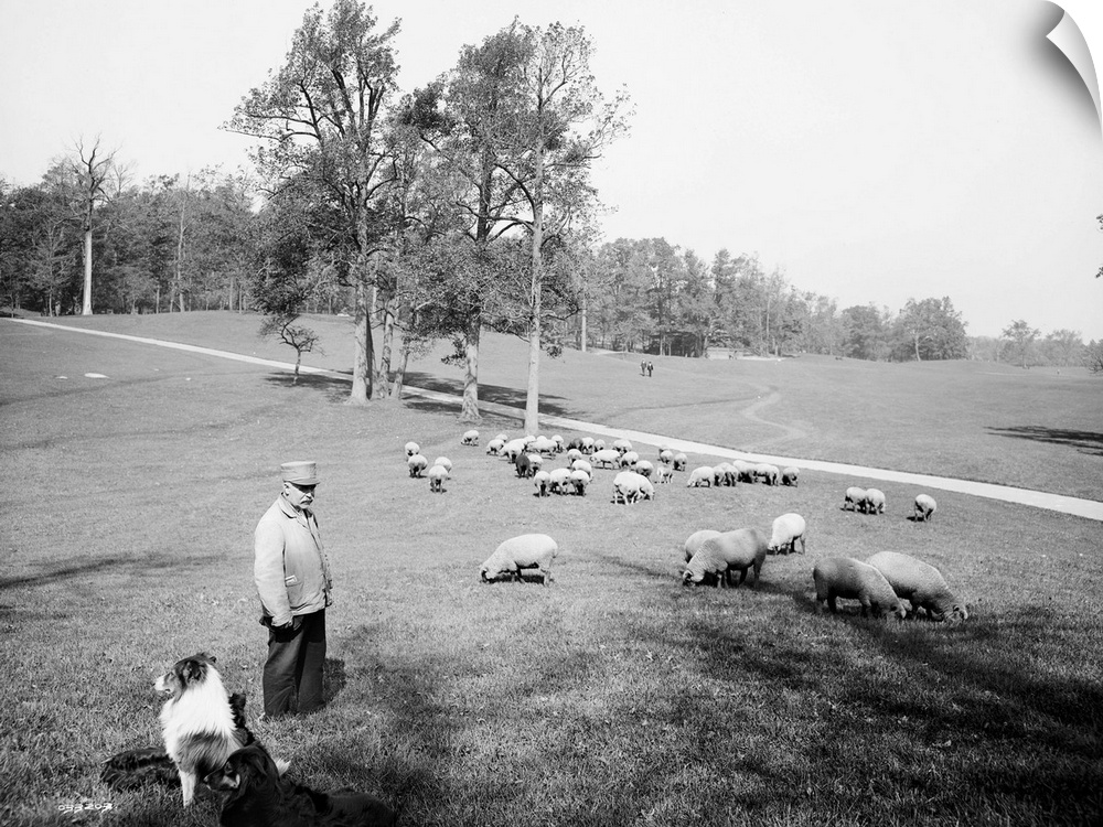 Sheep grazing in Prospect Park, Brooklyn, New York. Photograph, c1903.