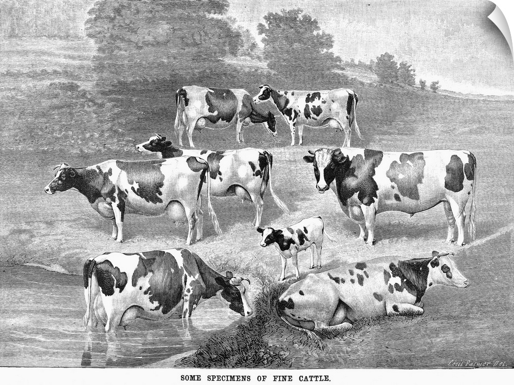 Cattle, 1884. 'Some Specimens Of Fine Cattle.' Wood Engraving, American, 1884.