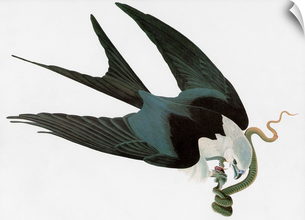 Swallow-tailed Kite (Elanoides forficatus). Engraving after John James Audubon for his 'Birds of America,' 1827-38.