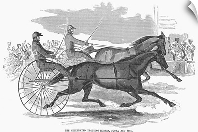 The Celebrated Trotting Horses Flora And Mac, 1854