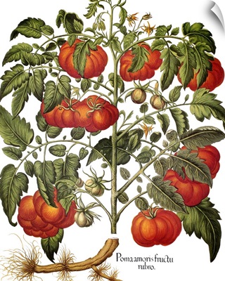 Tomato, 1613