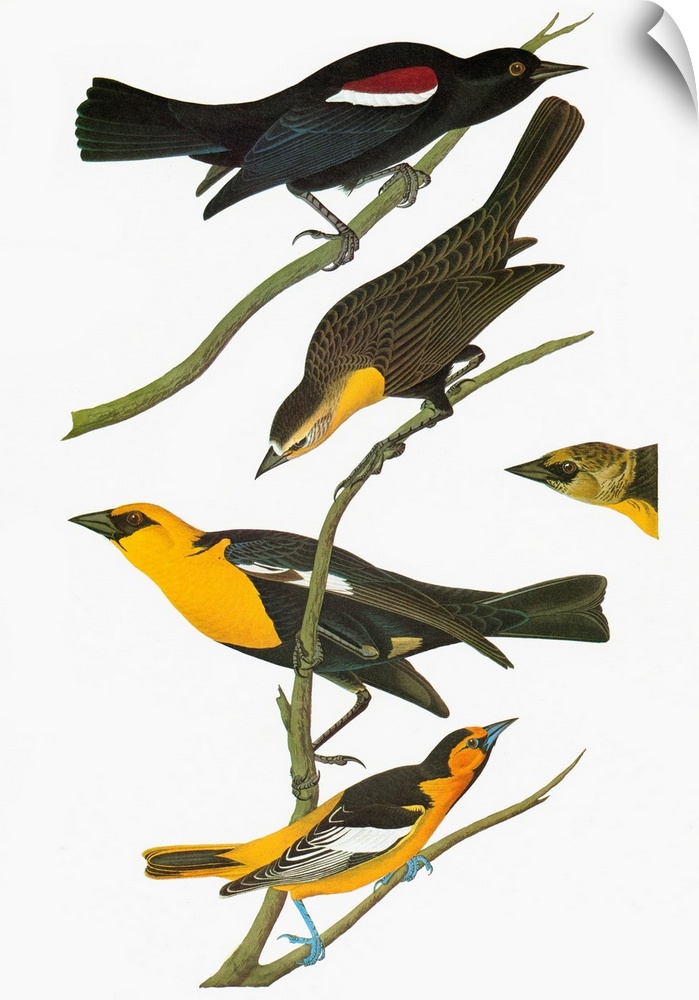 Top to bottom: Tricolored Blackbird (Agelaius tricolor), Yellow-headed Blackbird (Xanthocephalus xanthocephalus), and Bull...