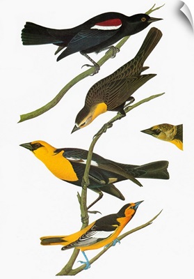 Tricolored Blackbird, Yellow-headed Blackbird, and Bullock's Oriole