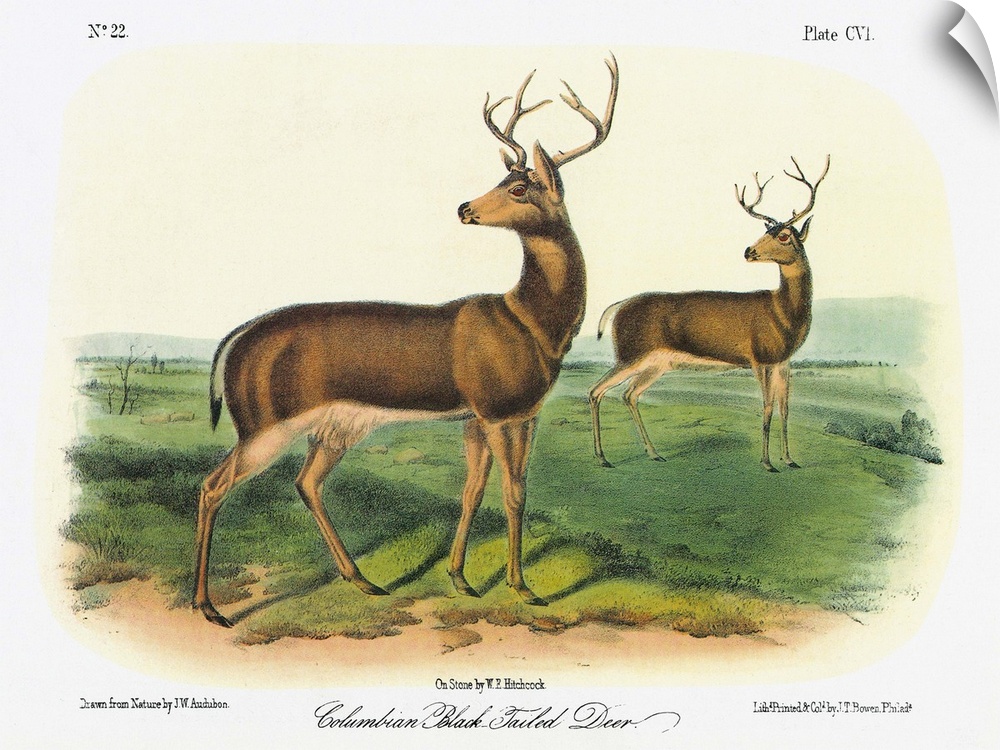 Two male Columbian black-tailed deer (Odocoileus hemionus columbianus), a subspecies of the mule deer. Lithograph, c1854, ...