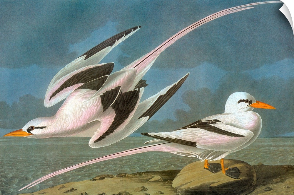 White-tailed Tropicbird (Phaethon lepturus). Engraving after John James Audubon for his 'Birds of America,' 1827-38.