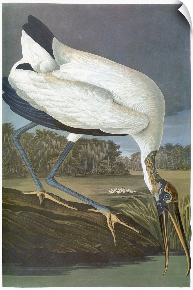 Wood stork (Mycteria americana). Engraving after John James Audubon for his 'Birds of America,' 1827-38.