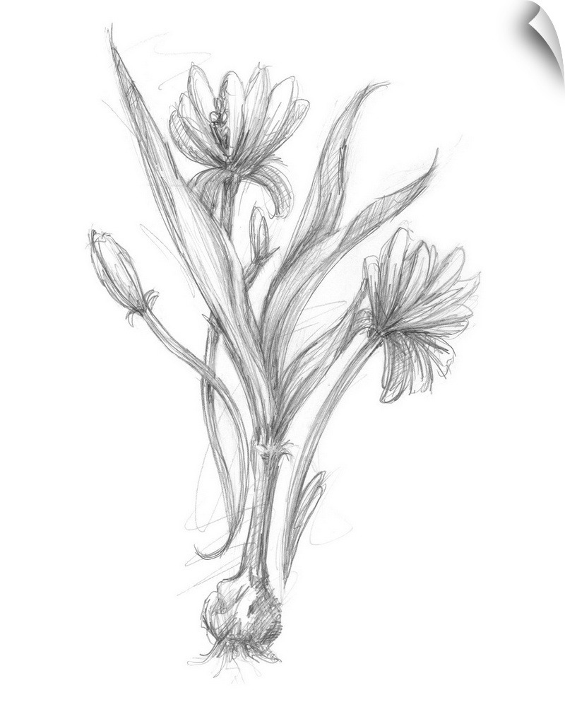 Bloom Sketches III