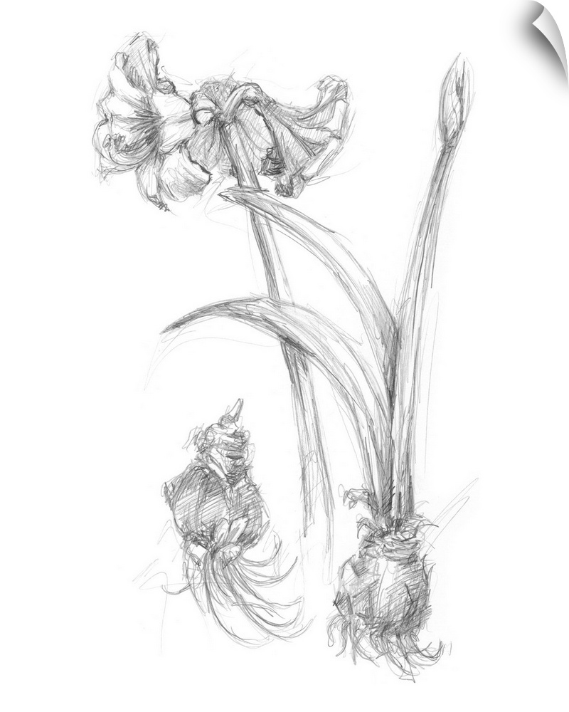 Bloom Sketches IV