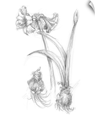 Bloom Sketches IV