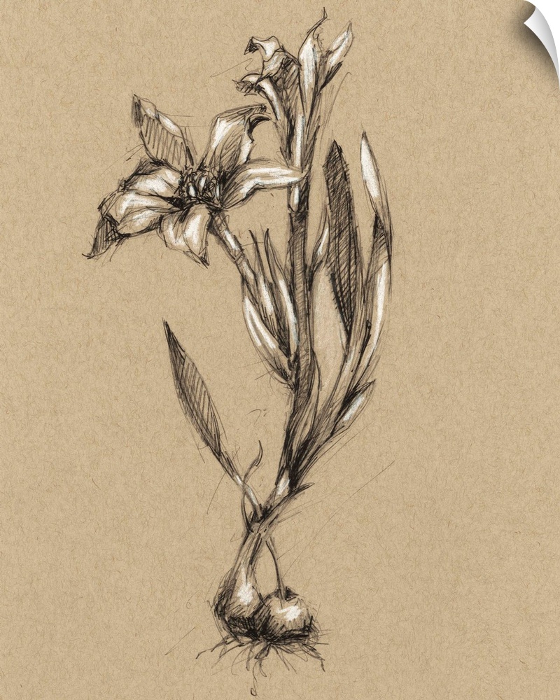 Vintage Bloom Sketches I