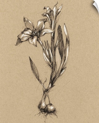 Vintage Bloom Sketches I