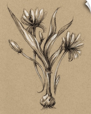 Vintage Bloom Sketches III