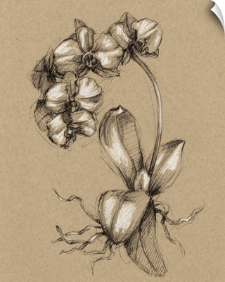 Vintage Bloom Sketches V