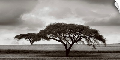 Acacia Trees