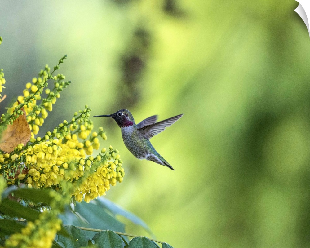 A photograph of a hummingbird hovering up to a group of flowers.