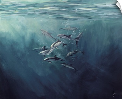 Pod Of Dolphins