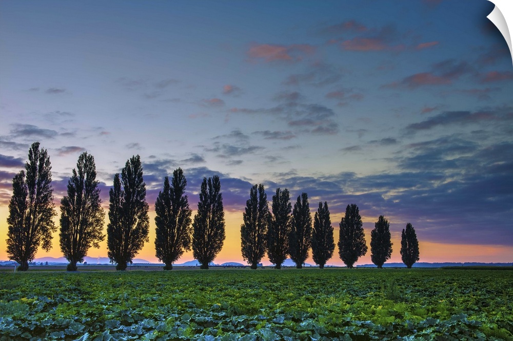 A photograph of a Tuscan landscape with a row of trees under a sunset sky.