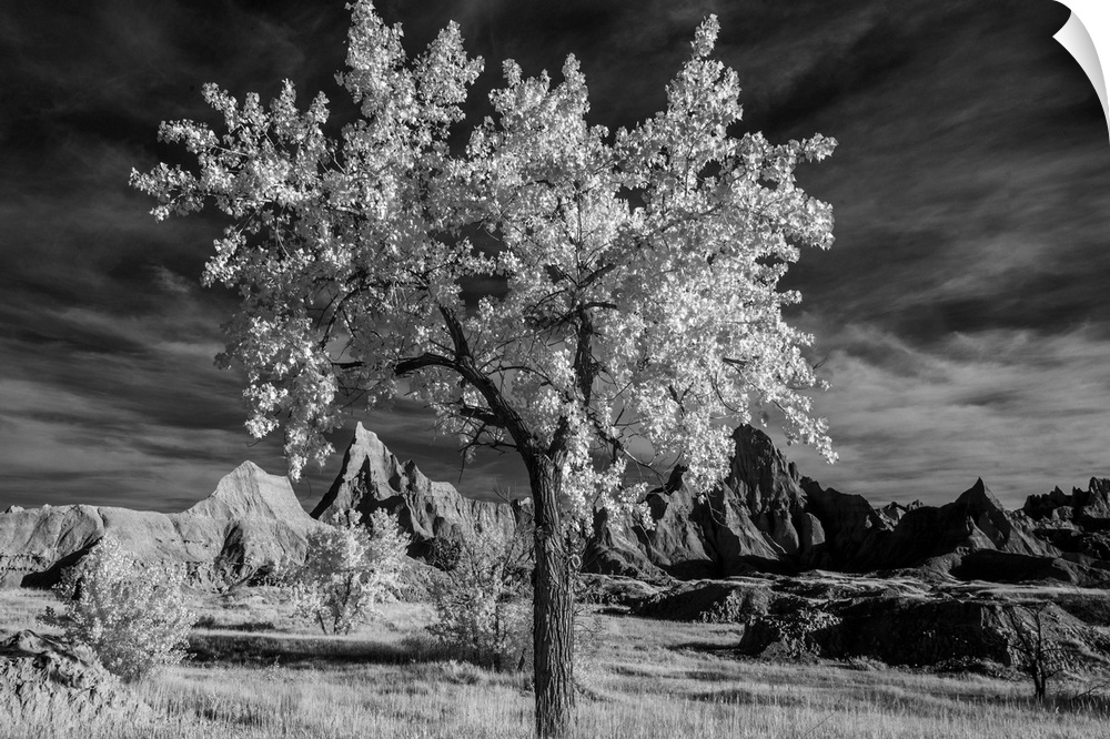 Infrared image of a tree standing tall in the South Dakota badlands.