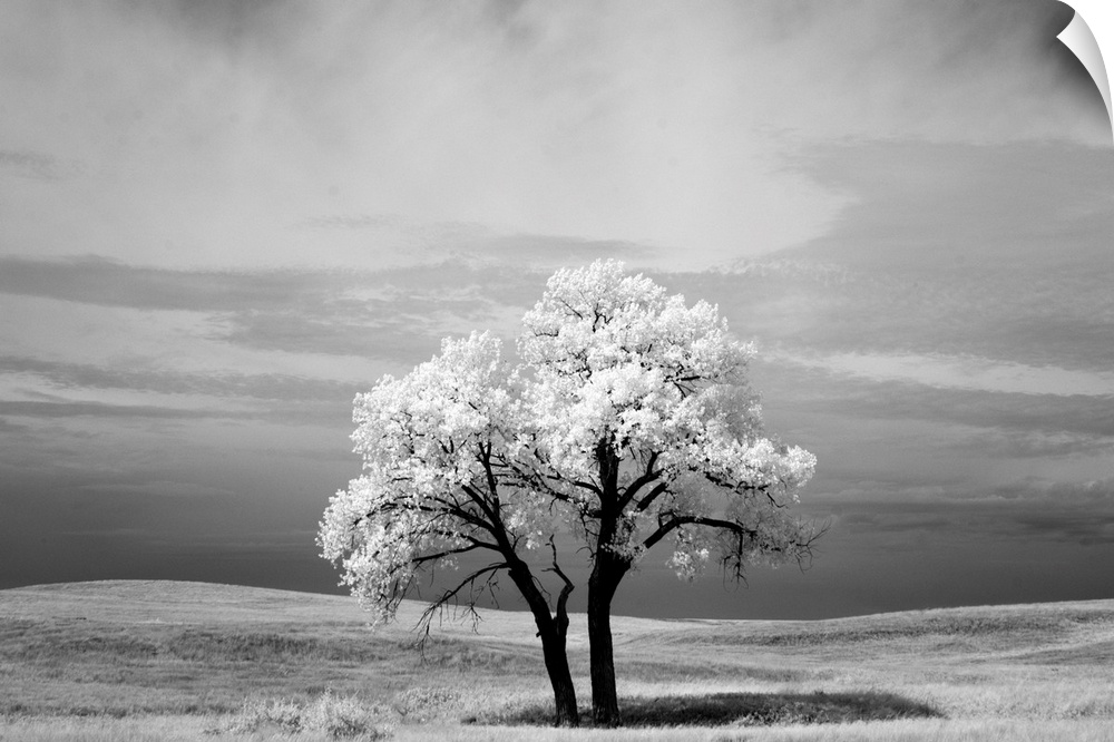 Infrared photography image of a tree in a field in Badlands National Park in South Dakota.