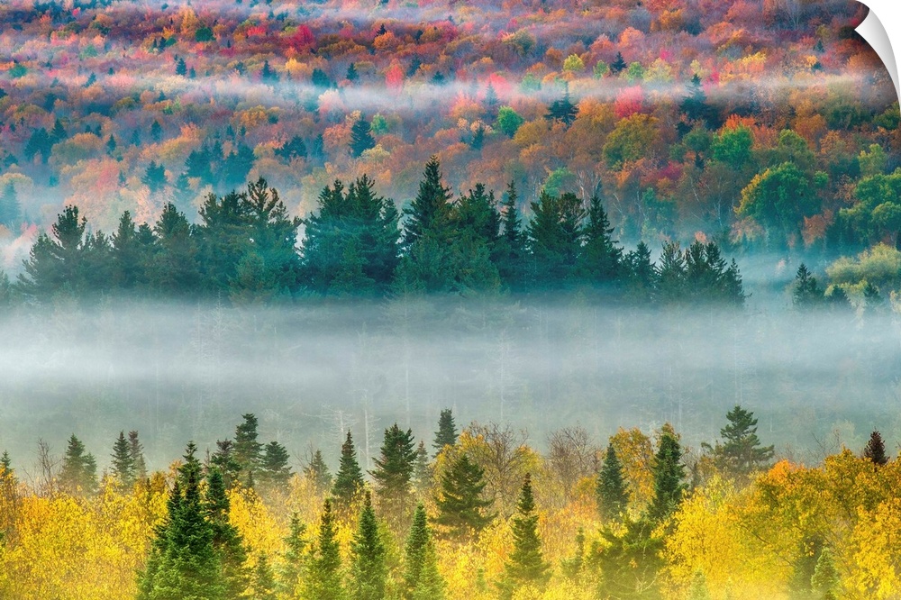 Fog filling a valley full of trees in fall colors, White Mountains, New Hampshire.
